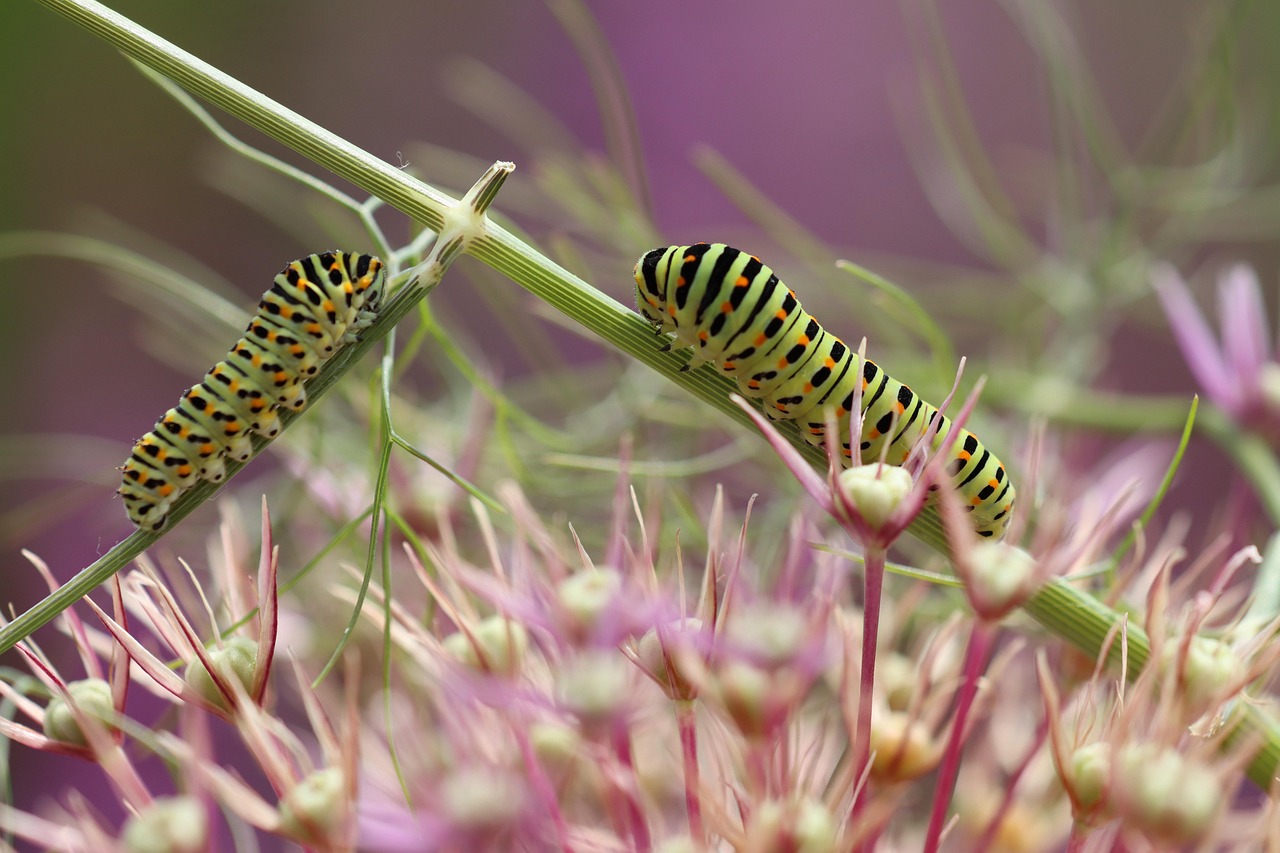 A Short History of Fennel: From Mediterranean Hillsides to the Modern Still