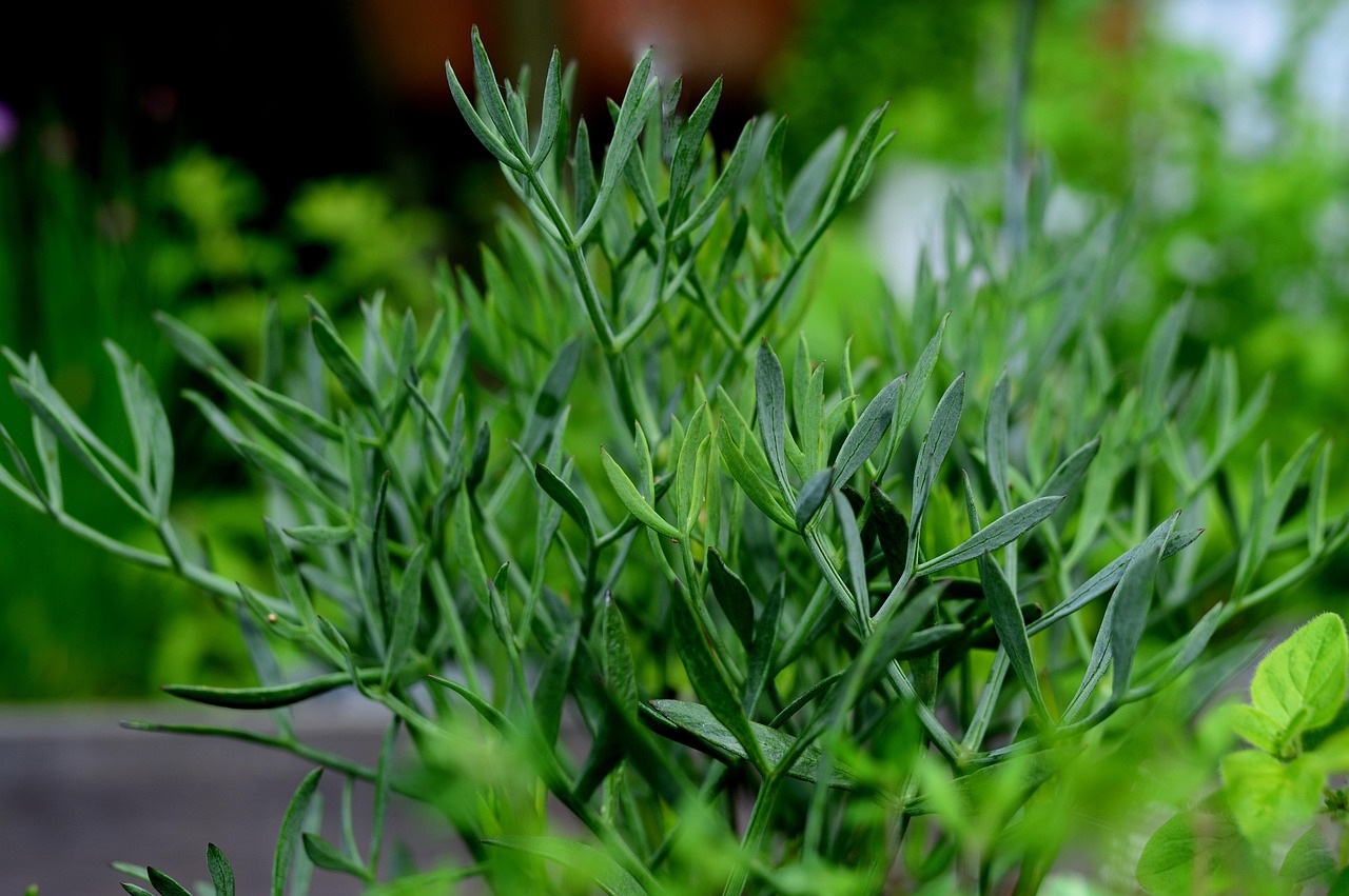 Fennel Oil in Autumn Blends: Harvest-Season Diffuser Ideas